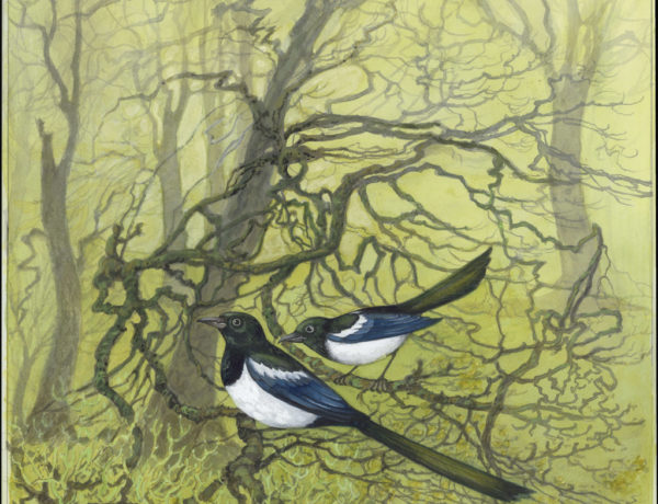 9 Magpies 9 Magpies